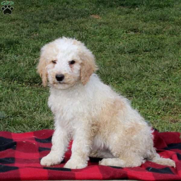 Cleo, Standard Poodle Puppy